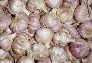 Чеснок Garlic Purple Moldovan 