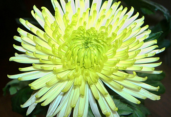 Хризантема Chrysanthemum Crystal 