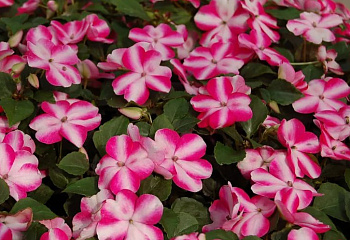 Бальзамин  Impatiens Balance Rose Star 
