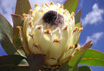 Протея или Сахарный кустарник Protea Snow Queen 