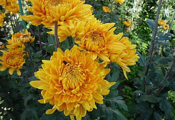 Хризантема Chrysanthemum Amber 