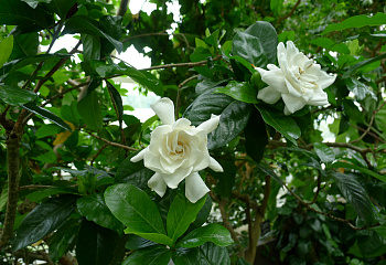 Гардения Gardenia Miami Supreme 