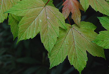 Клён ложноплатановый Acer pseudoplatanus Brilliantissimum 