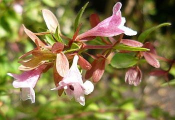 Абелия крупноцветковая  Abelia grandiflora Confetti 