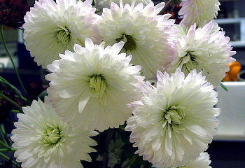 Хризантема Chrysanthemum Snowball 