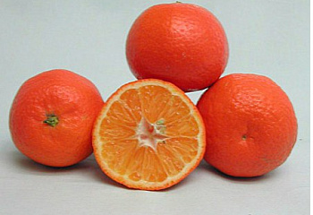 Клементин (гибрид мандарина и апельсина) Citrus clementina Mioro 