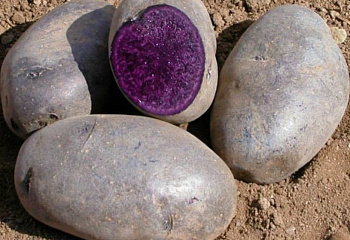 Картофель Potato Purple Majesty 