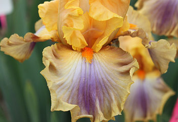 Ирис Íris Chinook Arch 