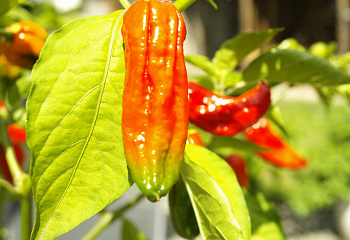 Перец острый Hot pepper Phiringi Jolokia 