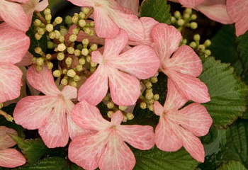 Калина складчатая Viburnum plicatum Pink Beauty 