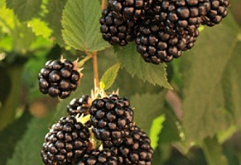 Ежевика Rubus Adrienne Blackberry