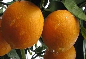 Апельсиновое дерево Orange Tree Washington Navel 