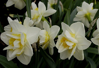 Нарцисс Narcissus Mary Copeland 
