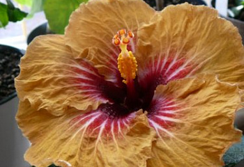 Гибискус Hibiscus Magic Mission 