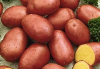Картофель Potato Red Fantasy 