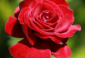 Роза Rósa Red Velvet 