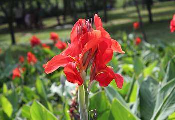 Канна Canna Feuerzauber 