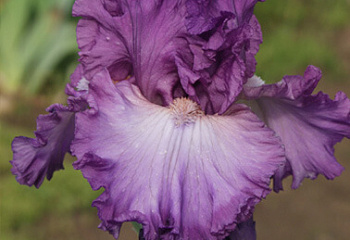 Ирис Íris Russian Violet 