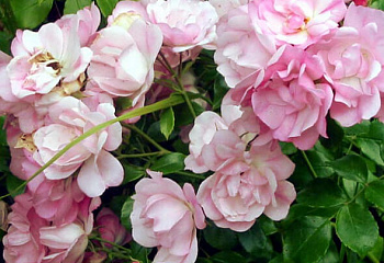 Роза Rósa Apple Blossom 