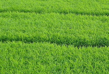 Трава газонная Каракумы 