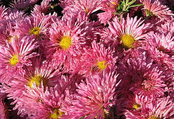 Хризантема Chrysanthemum Alyonushka 