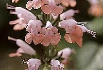 Сальвия Salvia Jewel Pink 