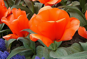 Тюльпан Túlipa Giant Orange Sunrise (Giant Orange Sunset) 