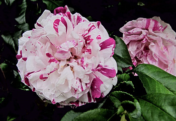 Роза Rósa Tricolor de Flandre 