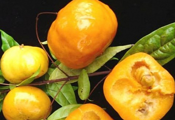 Евгения или Суринамская вишня  Eugenia victoriana 