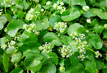 фото: Centella asiatica (Готу Кола, травой памяти) Centella asiatica (Готу Кола, травой памяти)