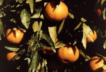 Клементин (гибрид мандарина и апельсина) Citrus clementina Clemenpons 