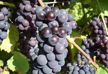 Виноград винный Vitis vinifera Saperavi Harvest