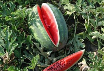 Арбуз Watermelon Paladin F1 
