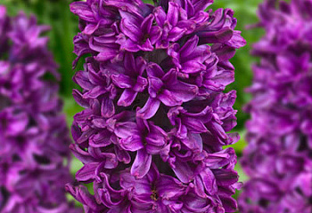 Гиацинт Hyacinthus Showmaster 