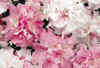 фото: петуния Orchid Mist петуния Orchid Mist