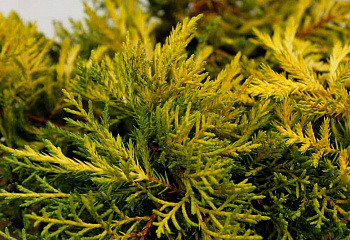 Можжевельник Juníperus Golden Carpet 