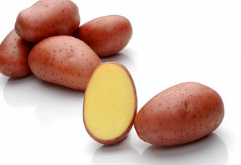 Картофель Potato Red Ledi 