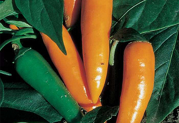 Перец сладкий  Sweet pepper Bush Belle Hybrid 