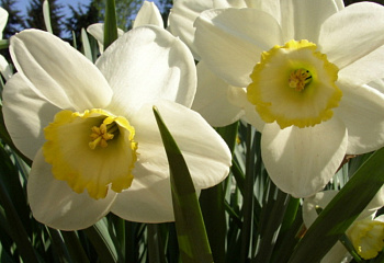 Нарцисс Narcissus Green Island 