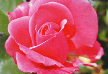 Роза Rósa Anna Livia 