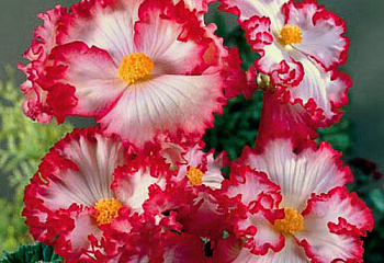 Бегония Begonia Crispa Marginata White/Red 
