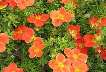 Лапчатка Potentilla Red Асе 