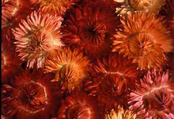 Гелихризум (Бессмертник) прицветниковый Helichrýsum bracteatum Drakkar Pastel Mixed 