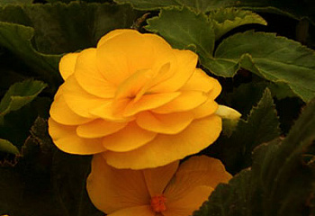 Бегония Begonia Nonstop Mocca Yellow 