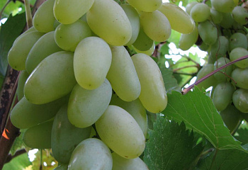 Виноград плодовый Vitis vinifera Светлый