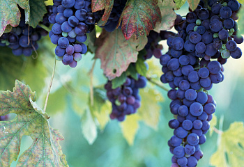 Виноград плодовый Vitis vinifera Fredonia
