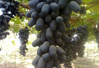 Виноград плодовый Vitis vinifera Осенний черный