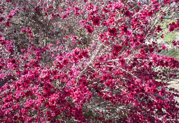 Лептоспермум или Чайное дерево  Leptospermum Ruby Glow 