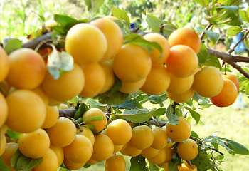 Алыча Prunus divaricataм Злато скифов