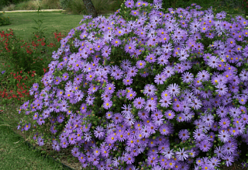 Астра многолетняя кустарниковая  Aster dumosus Blue Autumn 